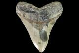 Fossil Megalodon Tooth - North Carolina #92439-1